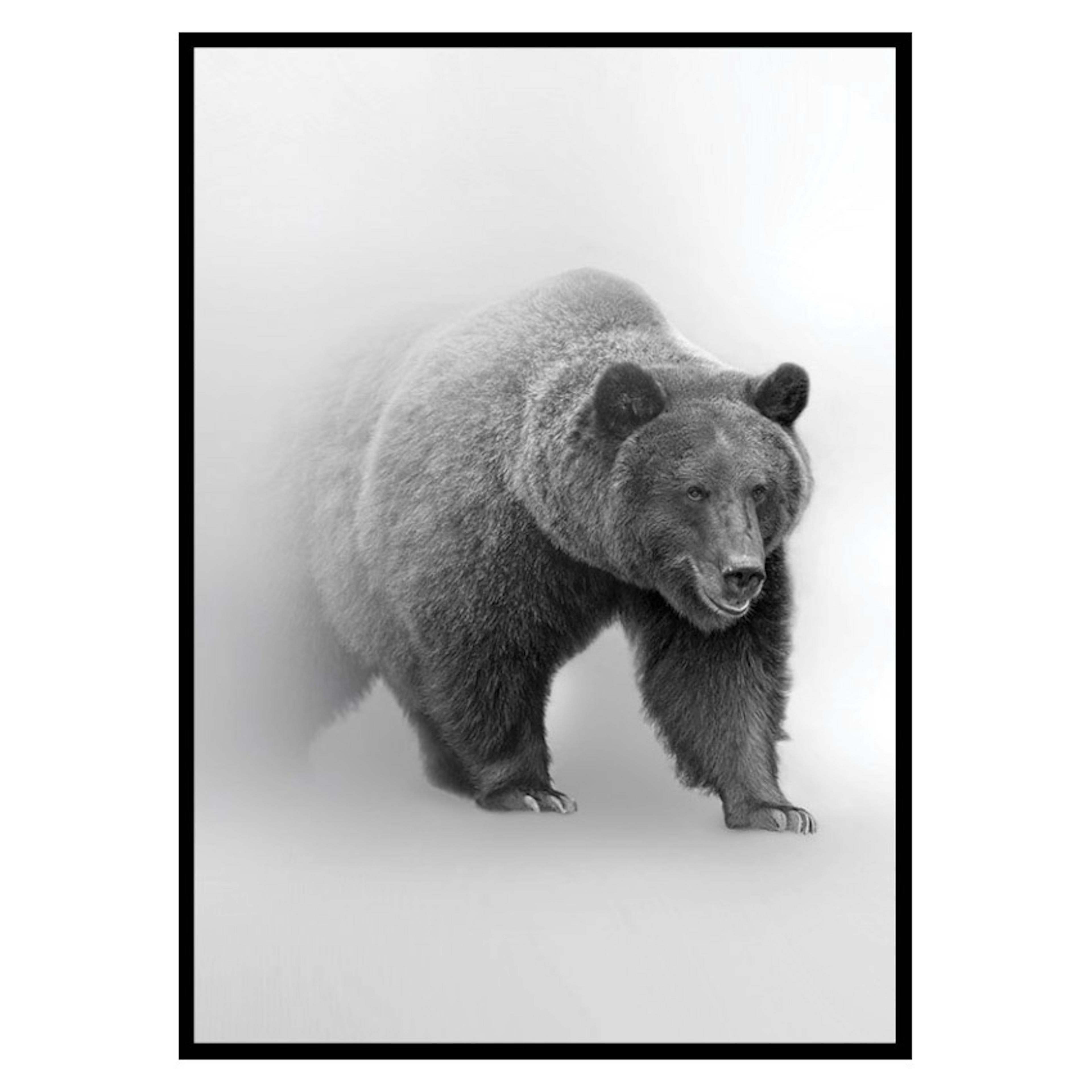 Poster Gallerix Faded Bear