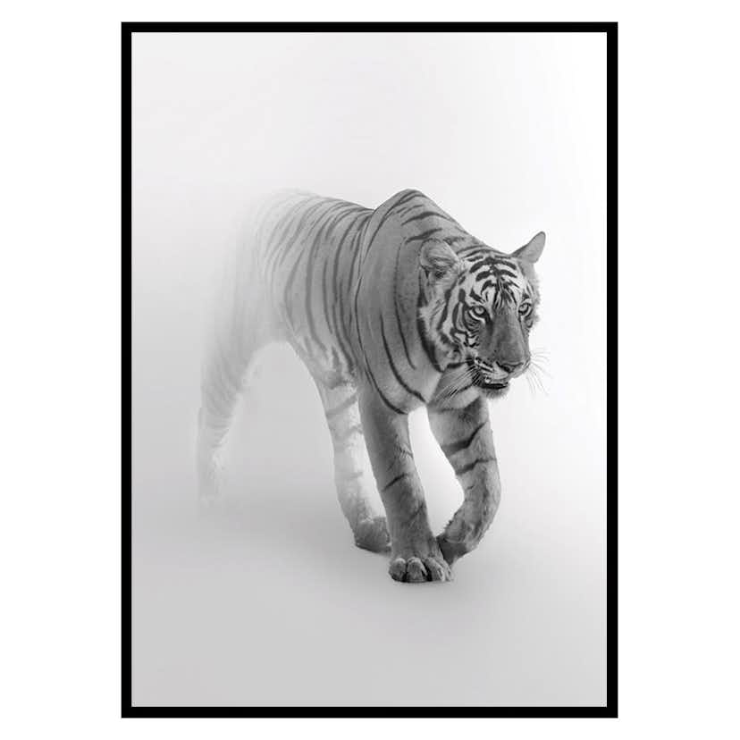 Poster Gallerix Faded Tiger
