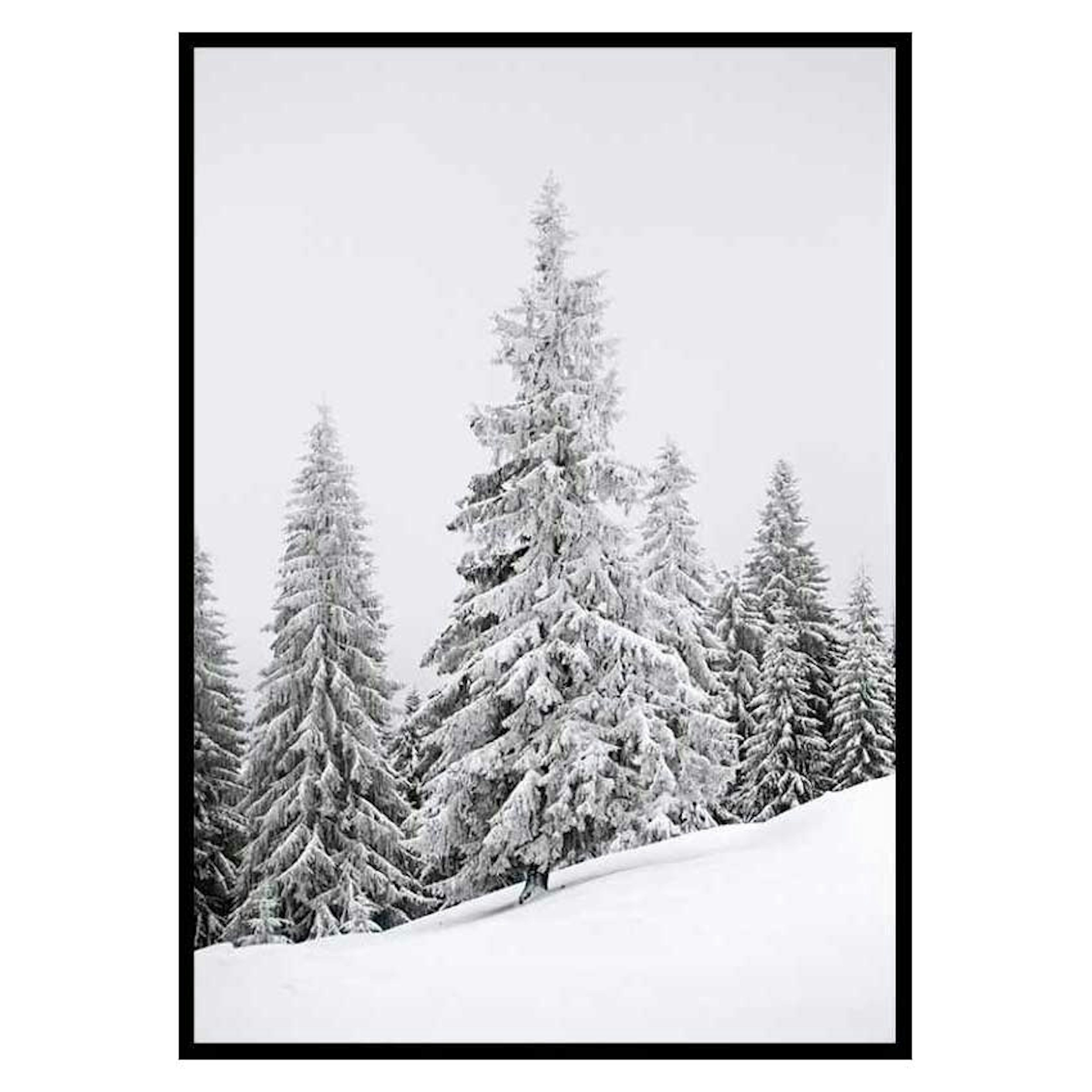 Poster Gallerix Spruce In Winter