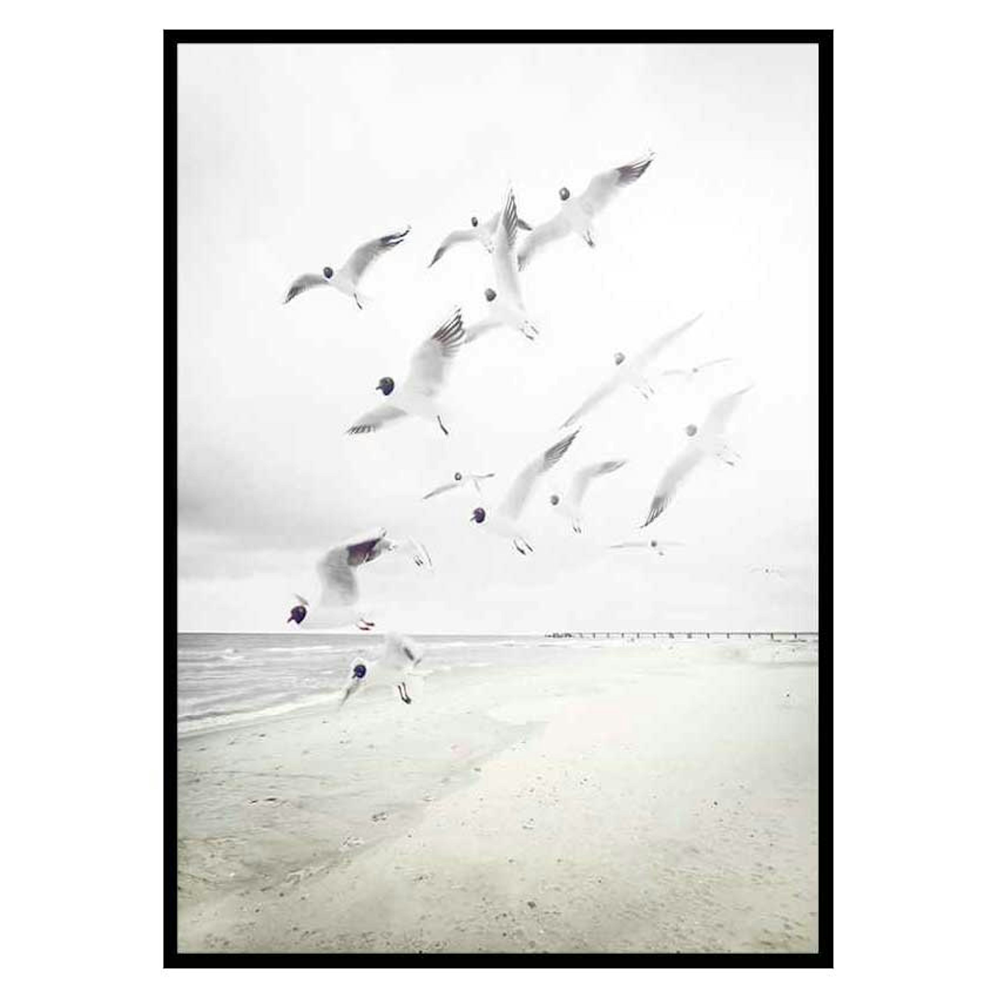 Poster Gallerix Black-Headed Seagulls