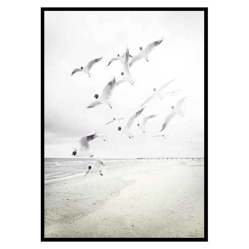 Poster Gallerix Black-Headed Seagulls