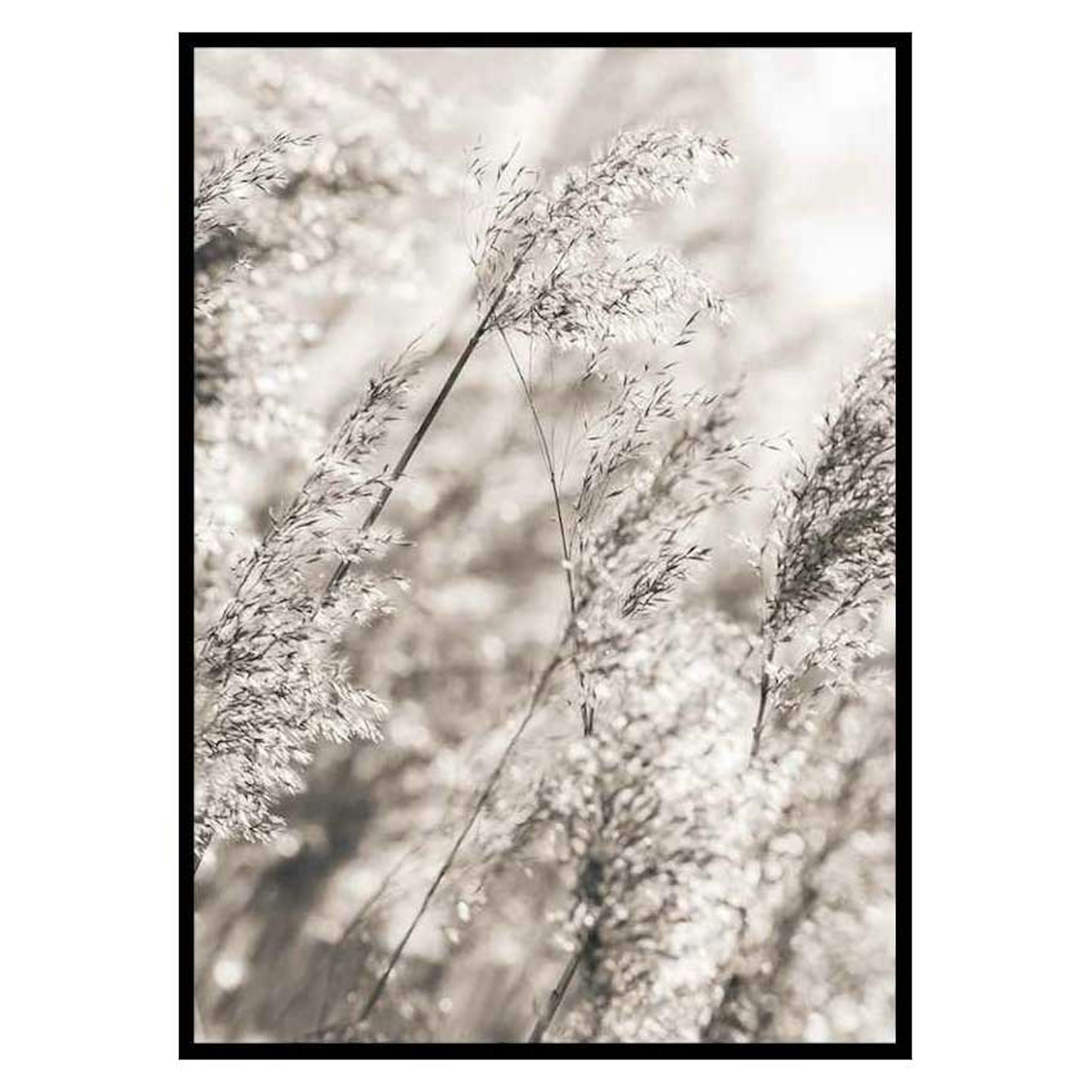 Poster Gallerix Dried Plants No3