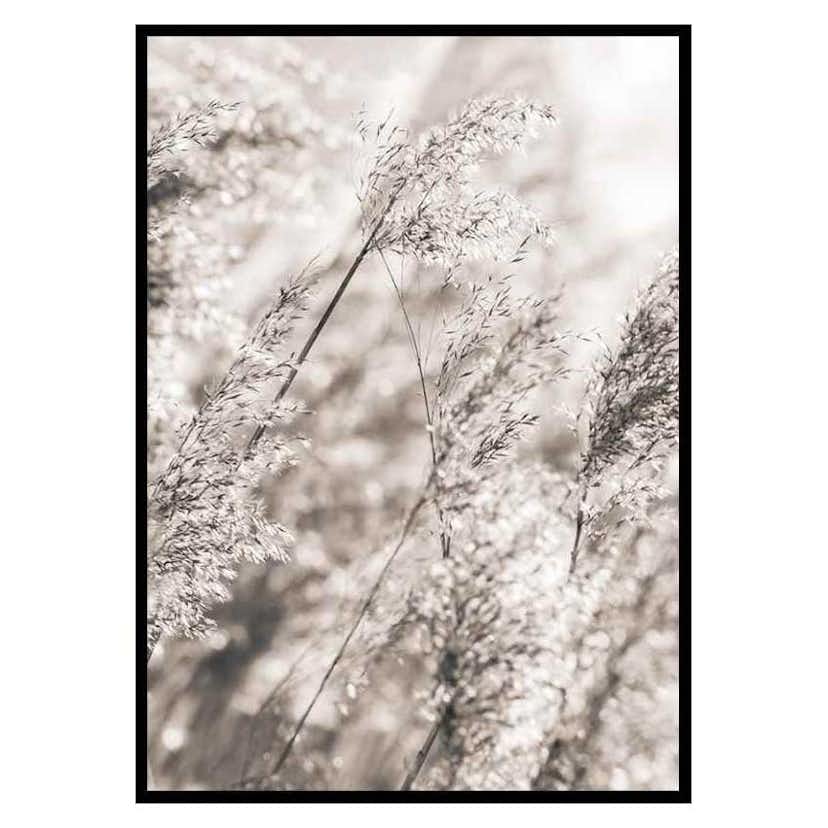 Poster Gallerix Dried Plants No3