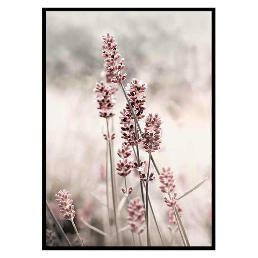 Poster Gallerix Dried Plants No4