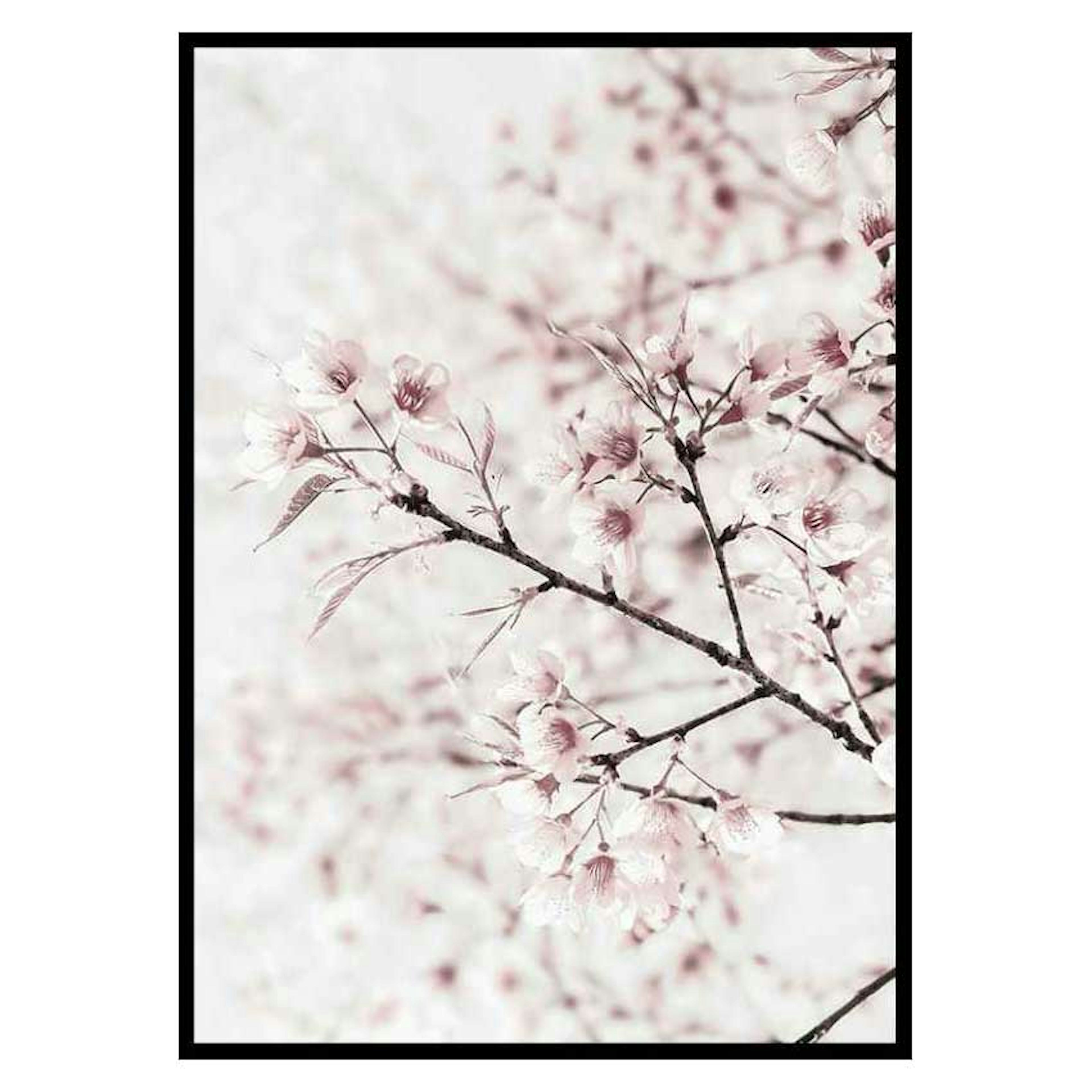 Poster Gallerix Cherry tree