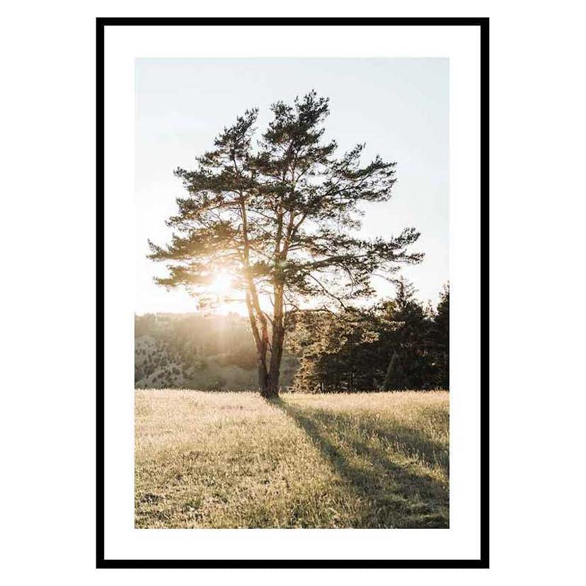 Poster Gallerix Tree in Sunlight