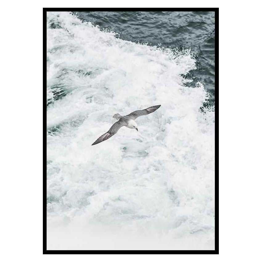 Poster Gallerix Grey Seagull
