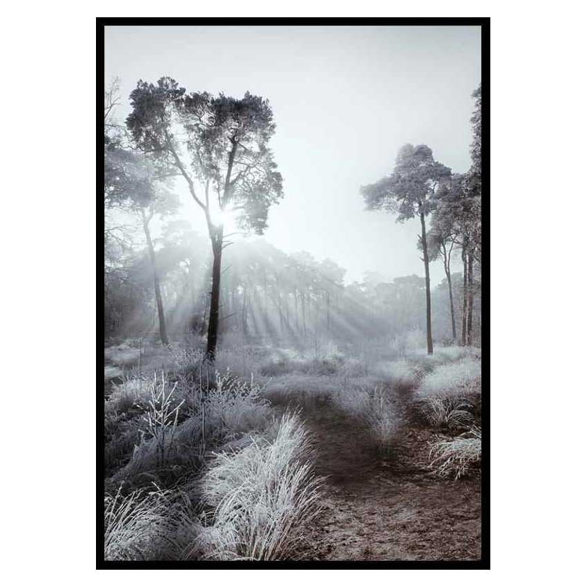 Poster Gallerix Winter Sunrays