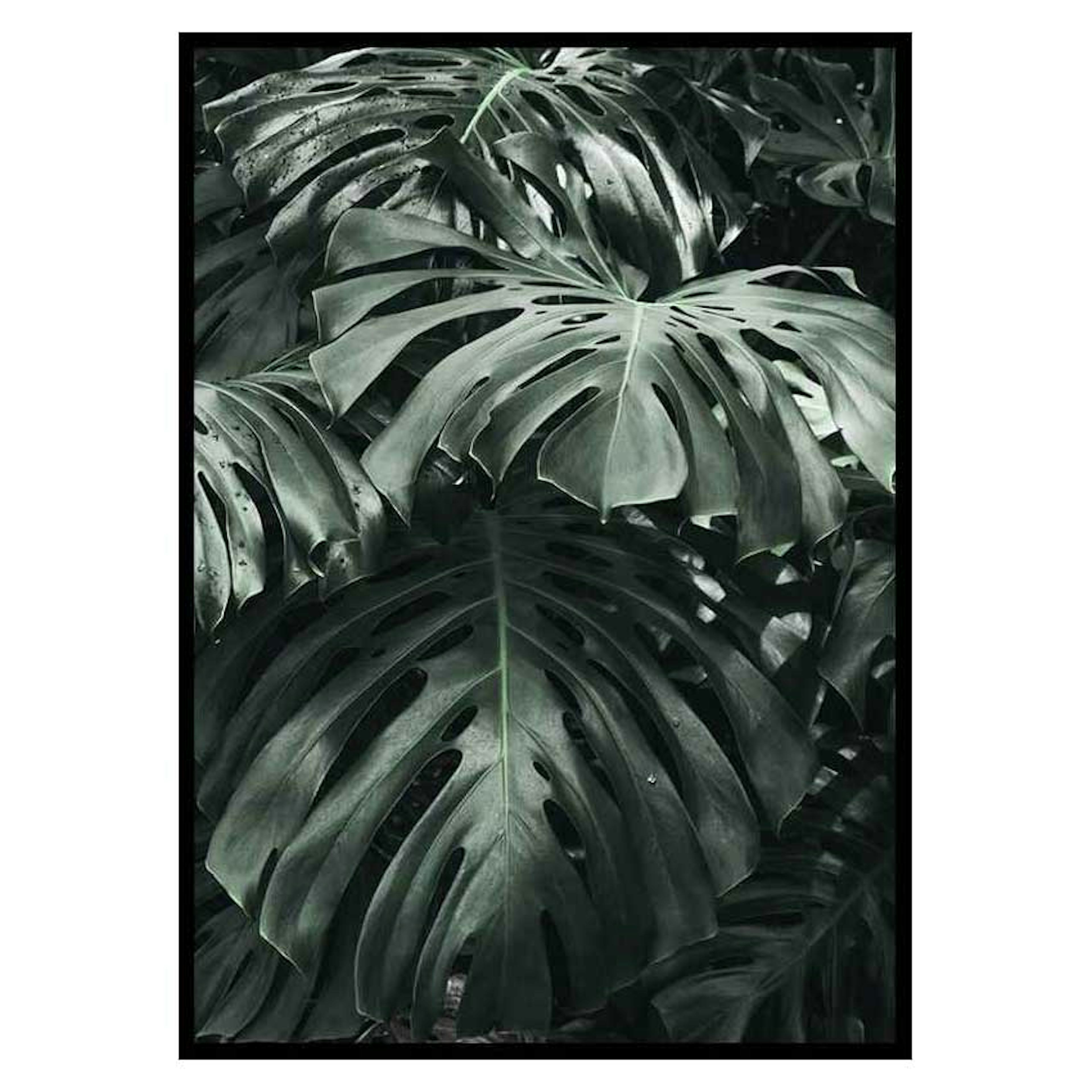 Poster Gallerix Monstera No3