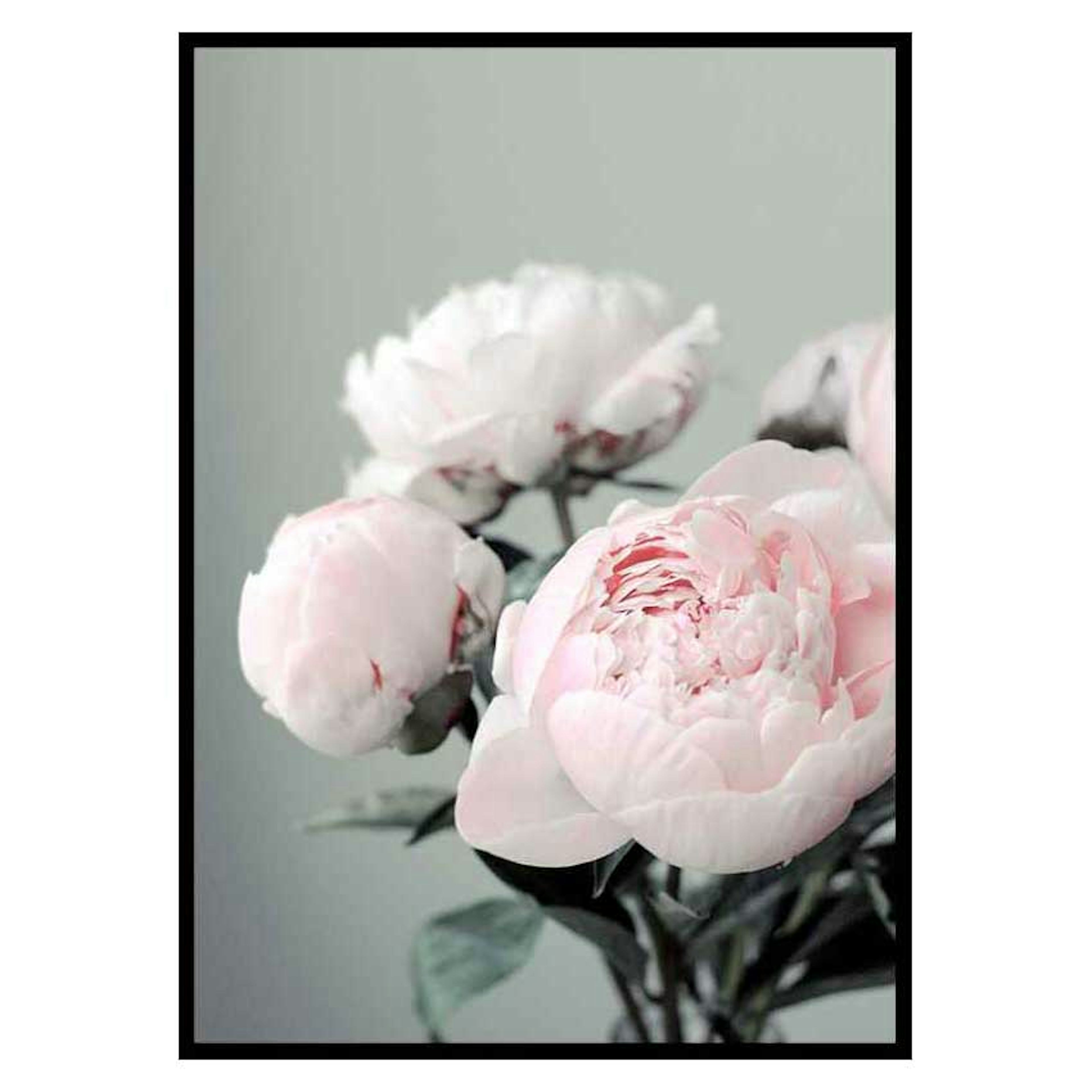 Poster Gallerix Pink peonies No1