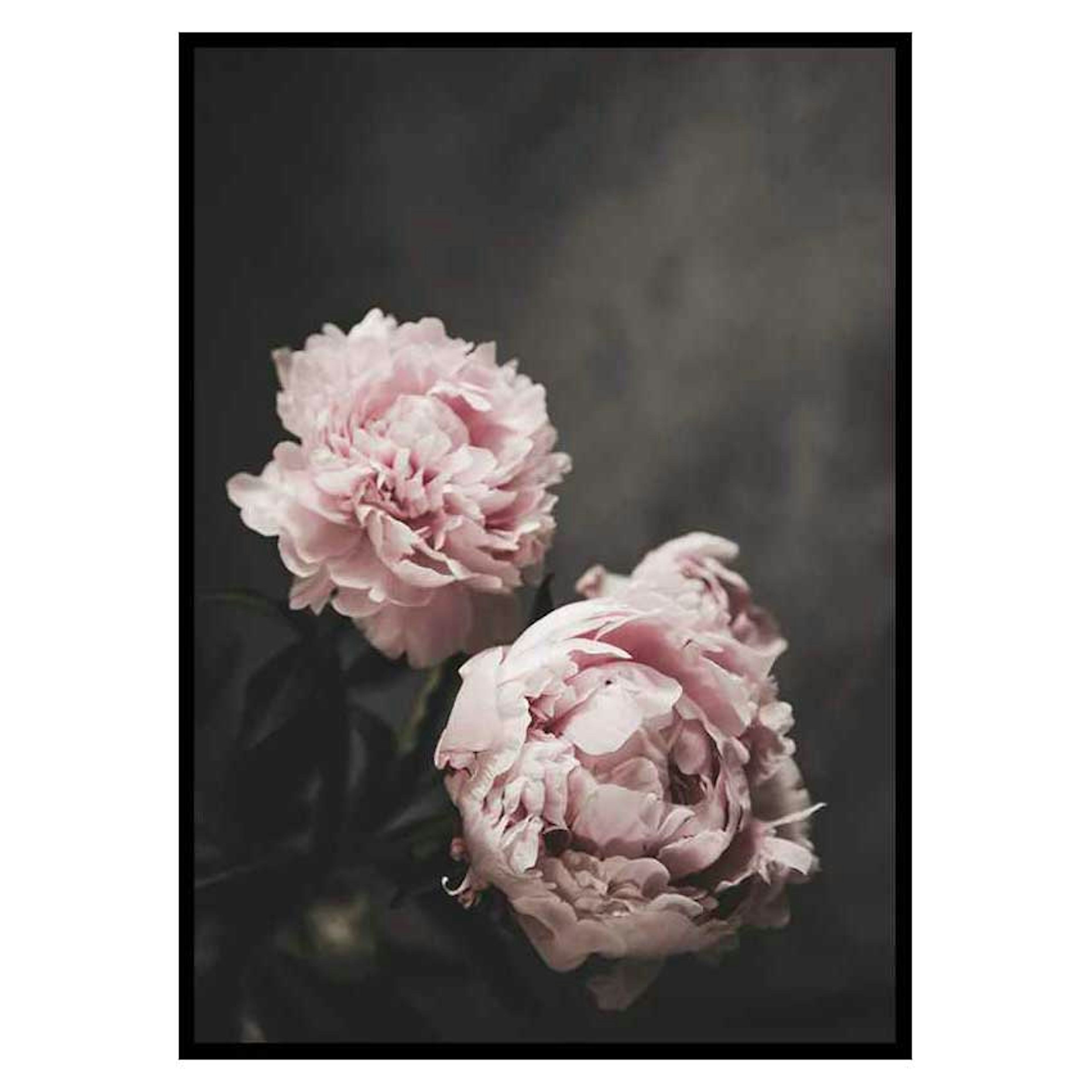 Poster Gallerix Pink peonies No2