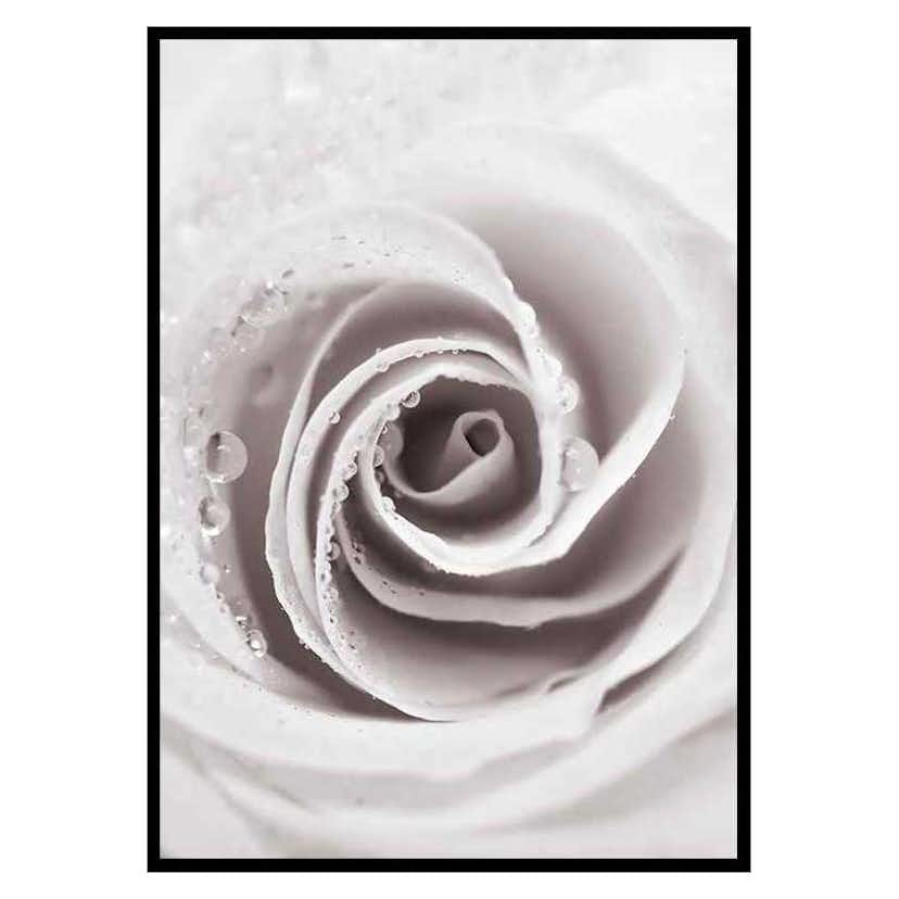 Poster Gallerix Bright Pink Rose No1