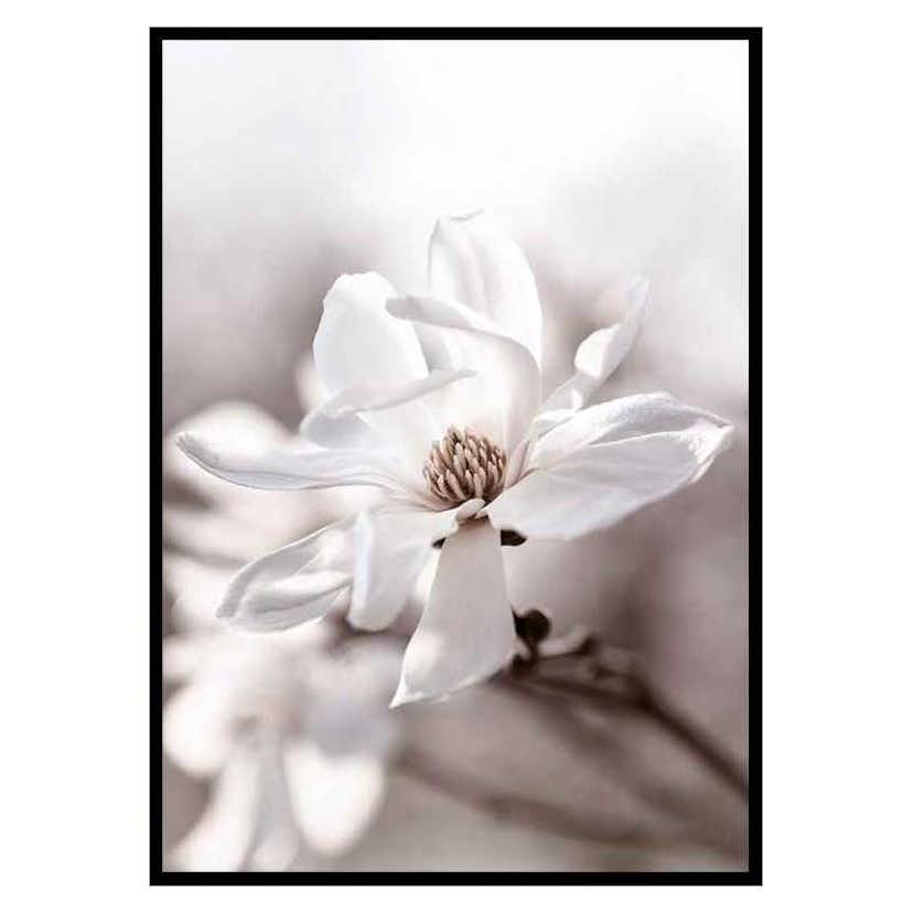 Poster Gallerix Flowering Star Magnolia