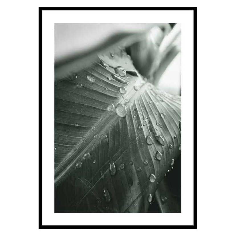 Poster Gallerix Palm Leaf Raindrops