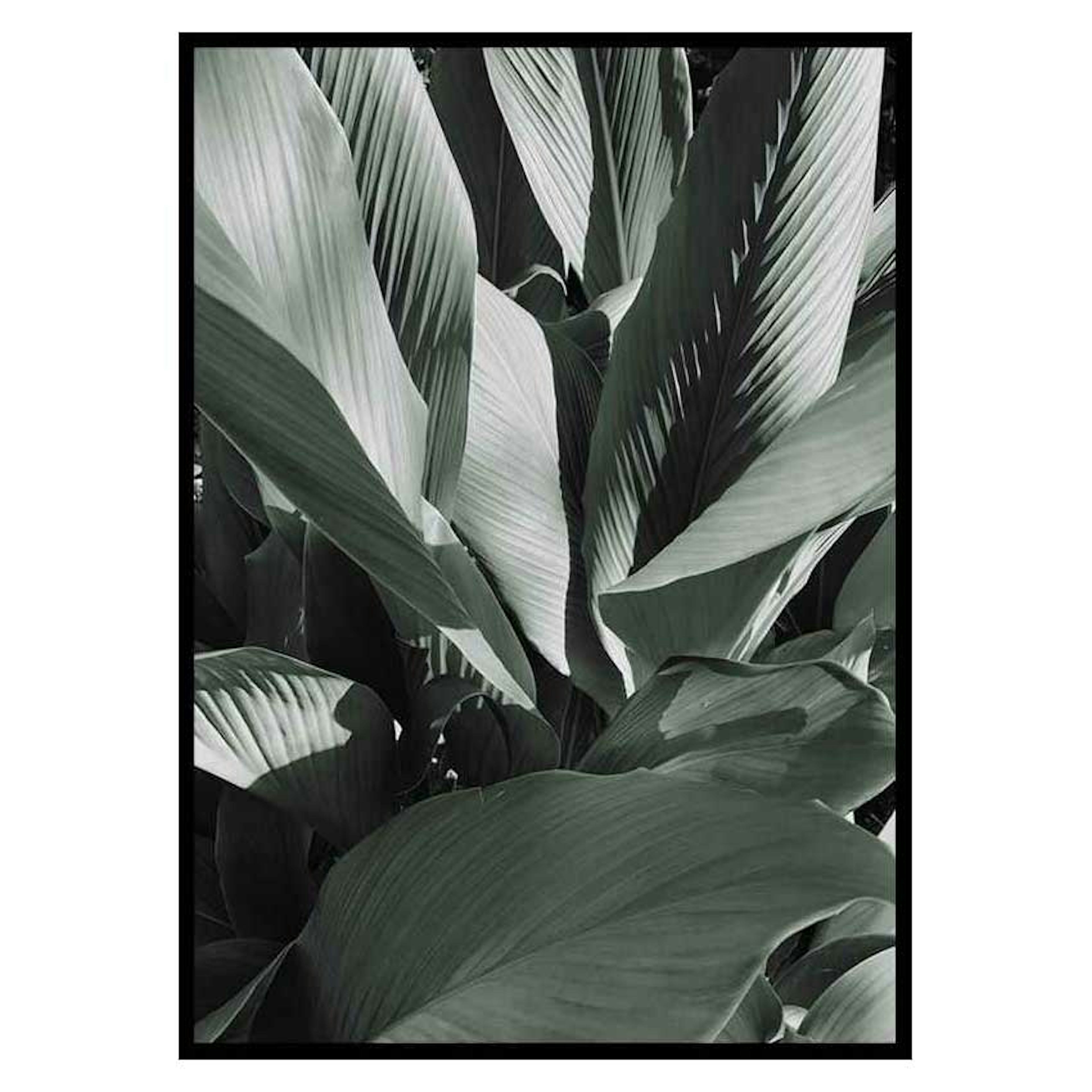 Poster Gallerix Banana Leaves No4