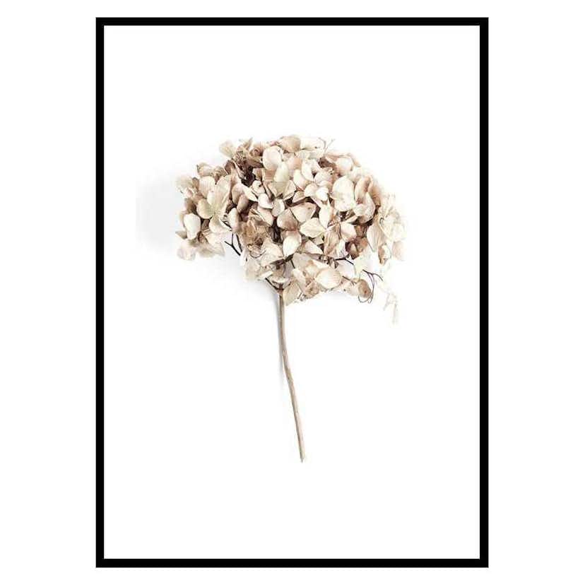 Poster Gallerix Dried Field Flower No2