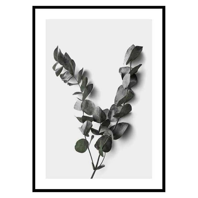 Poster Gallerix Eucalyptus No3