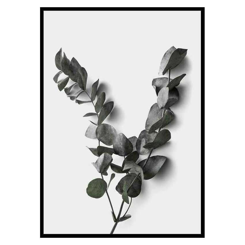 Poster Gallerix Eucalyptus No3