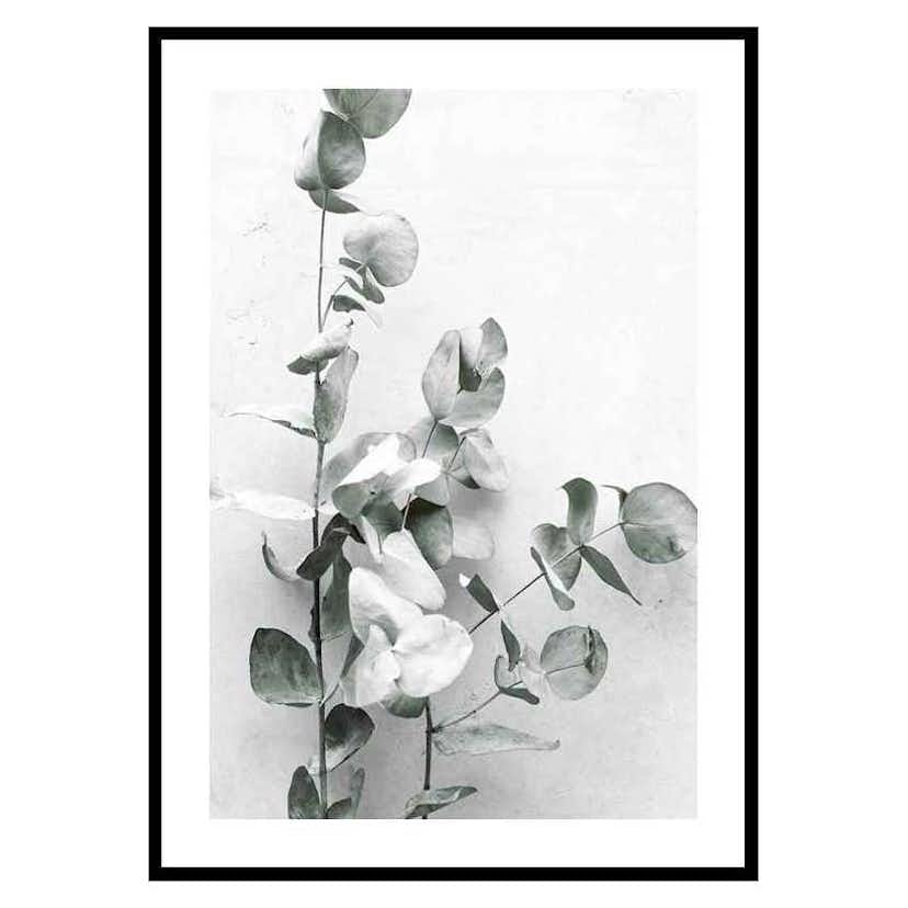 Poster Gallerix Eucalyptus No4
