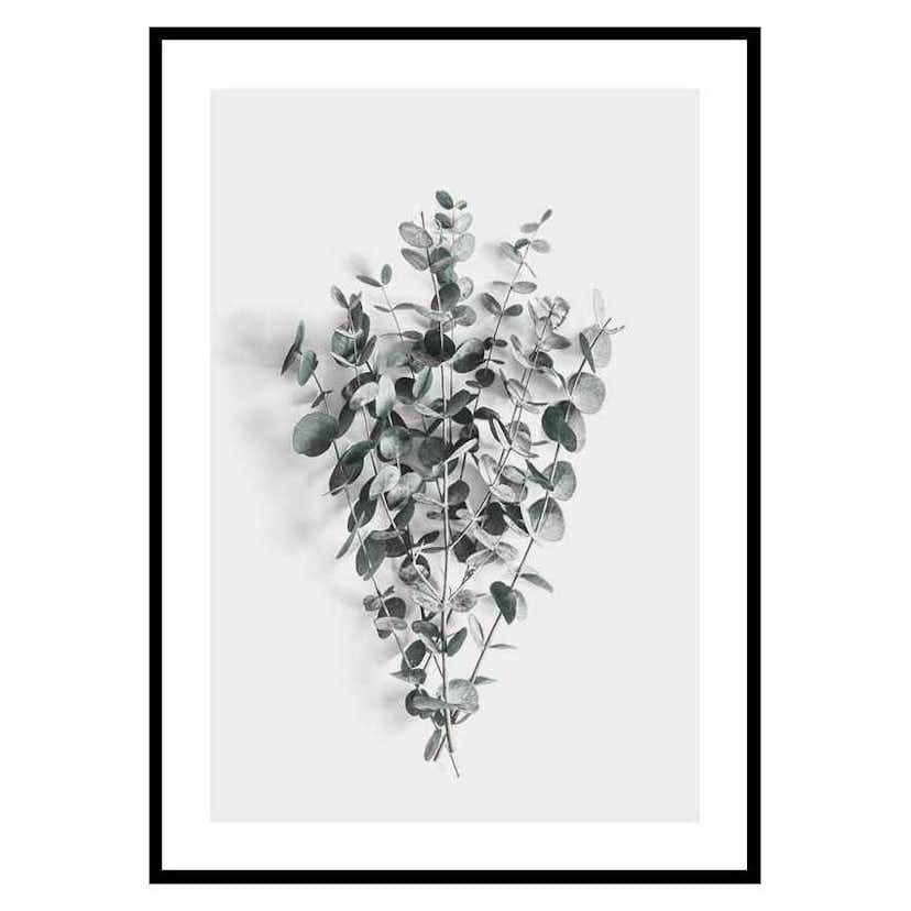 Poster Gallerix Eucalyptus No5