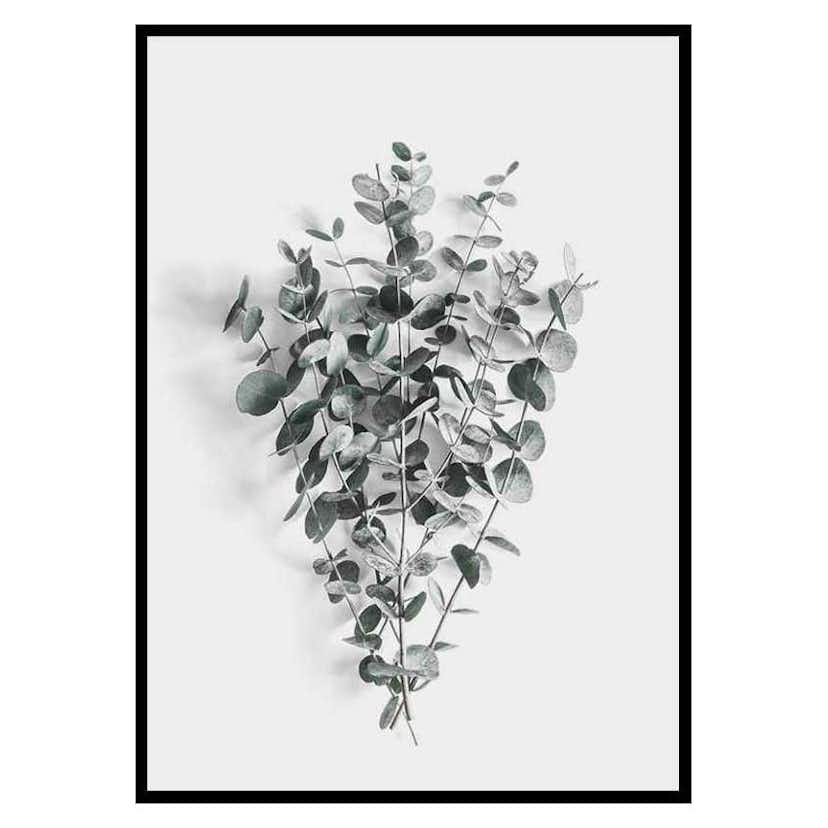 Poster Gallerix Eucalyptus No5