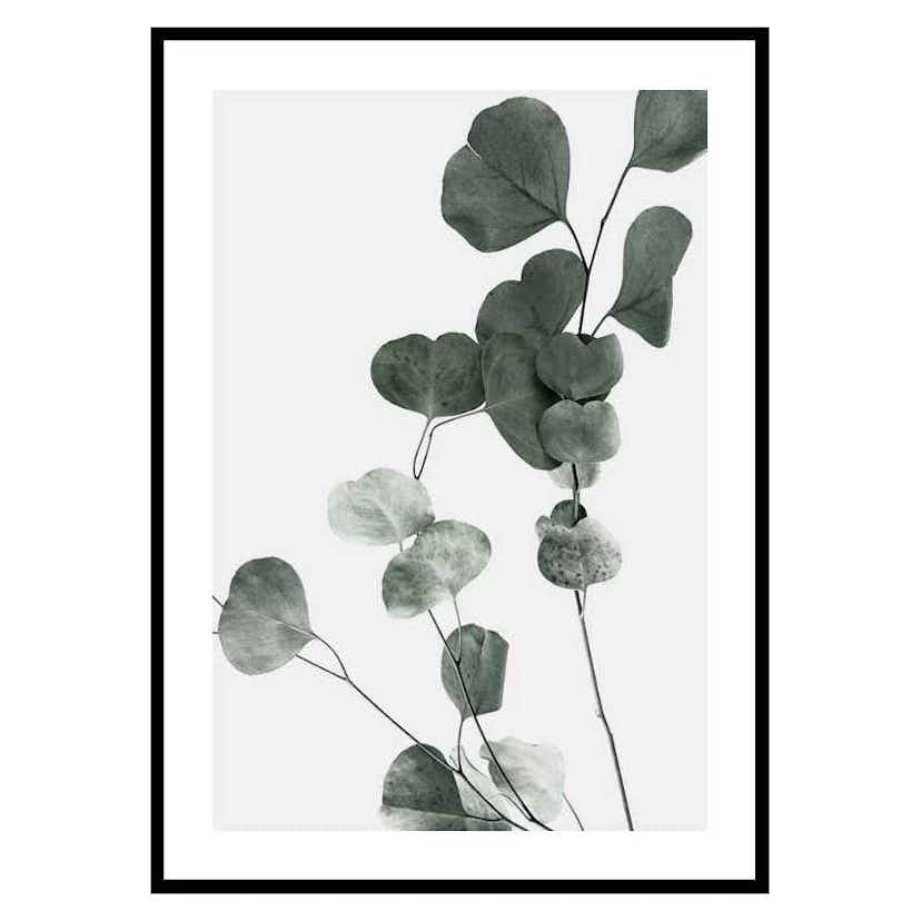 Poster Gallerix Eucalyptus No7