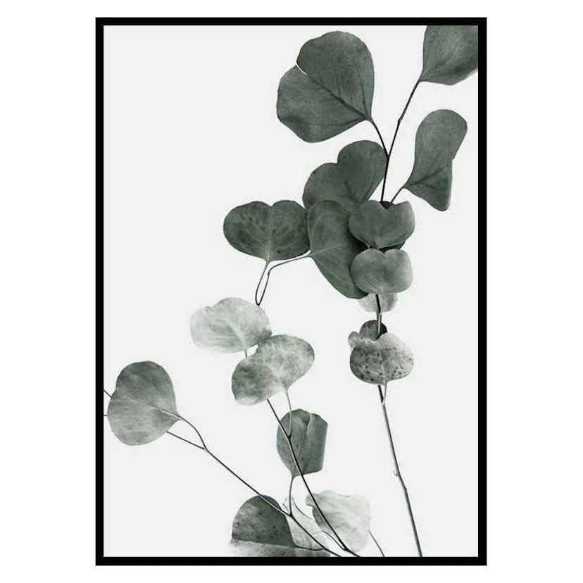 Poster Gallerix Eucalyptus No7