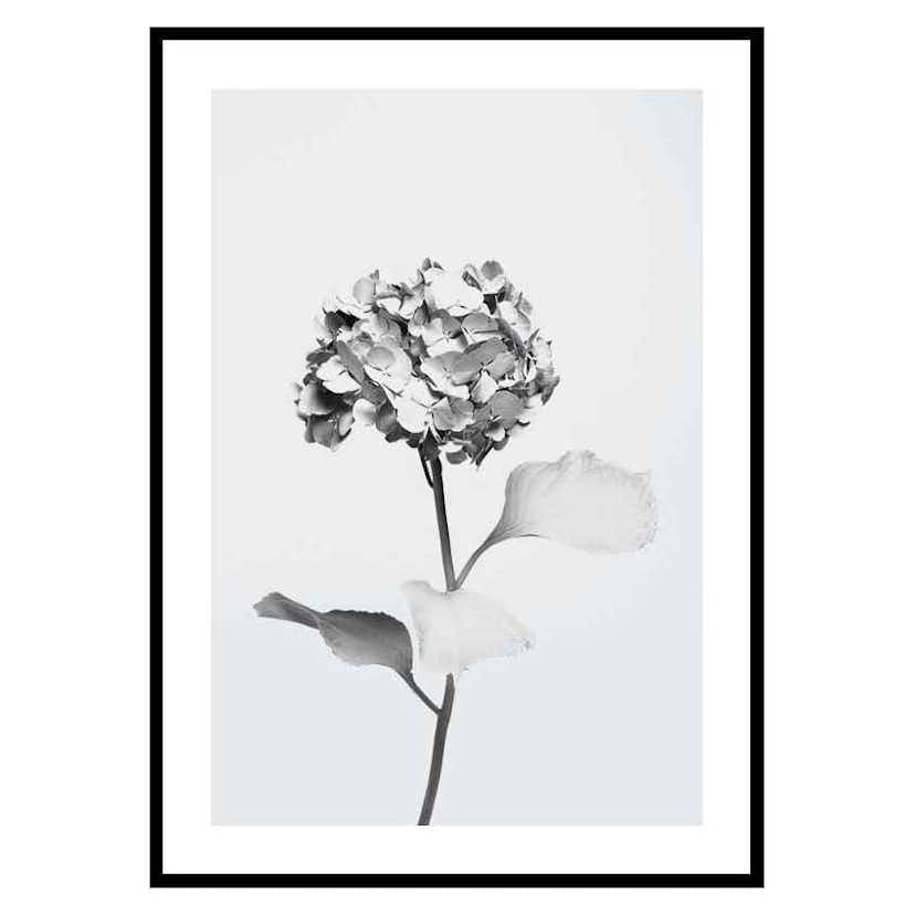 Poster Gallerix White Painted Flower
