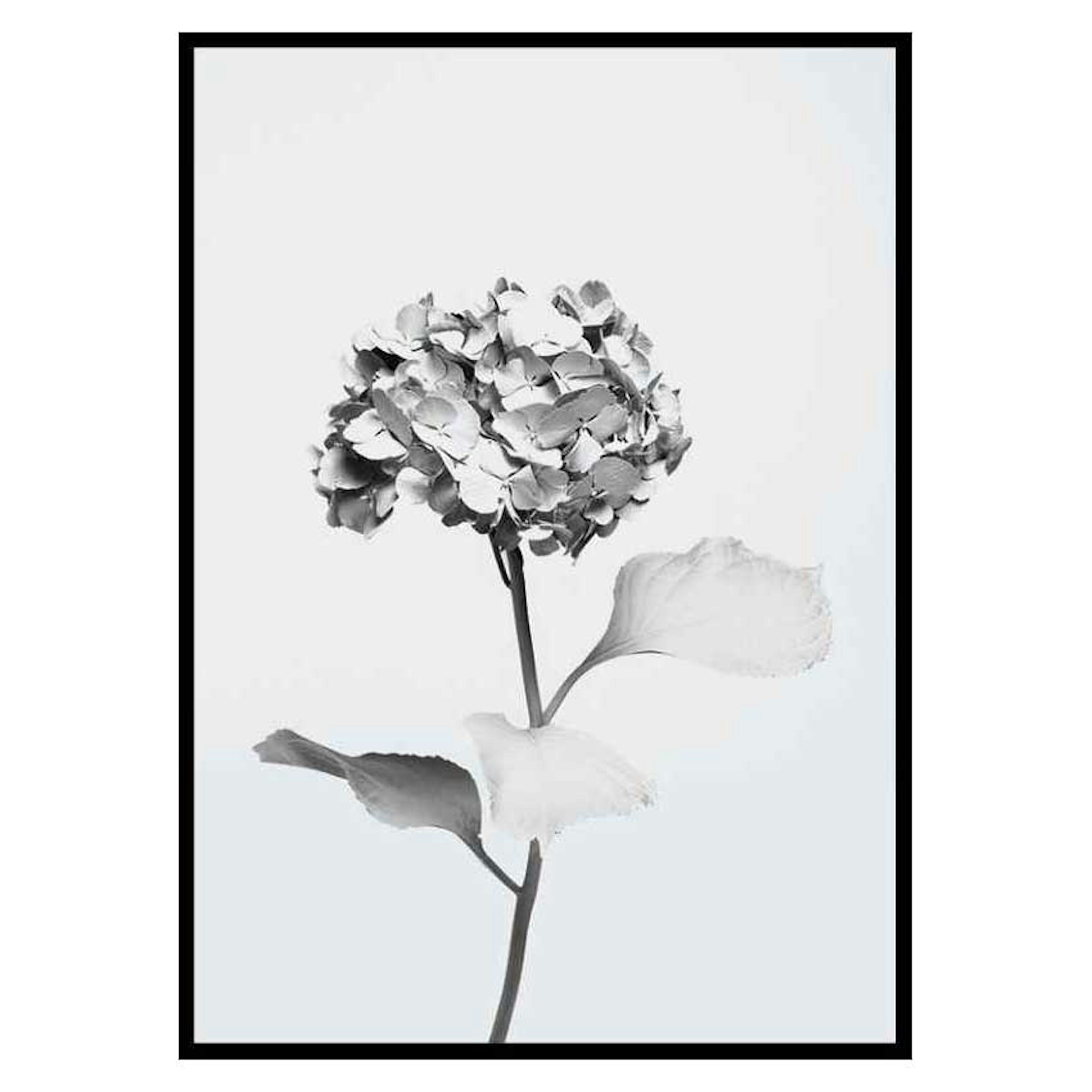 Poster Gallerix White Painted Flower