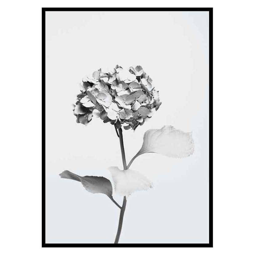 Poster Gallerix White Painted Flower
