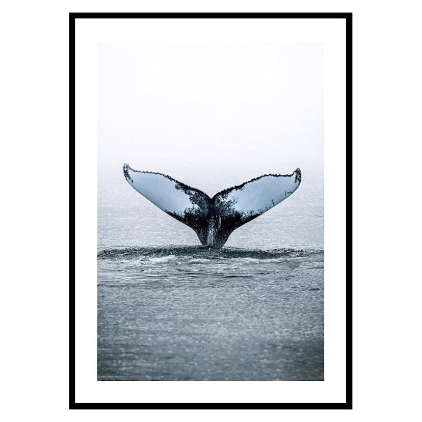 Poster Gallerix Humpback Whale
