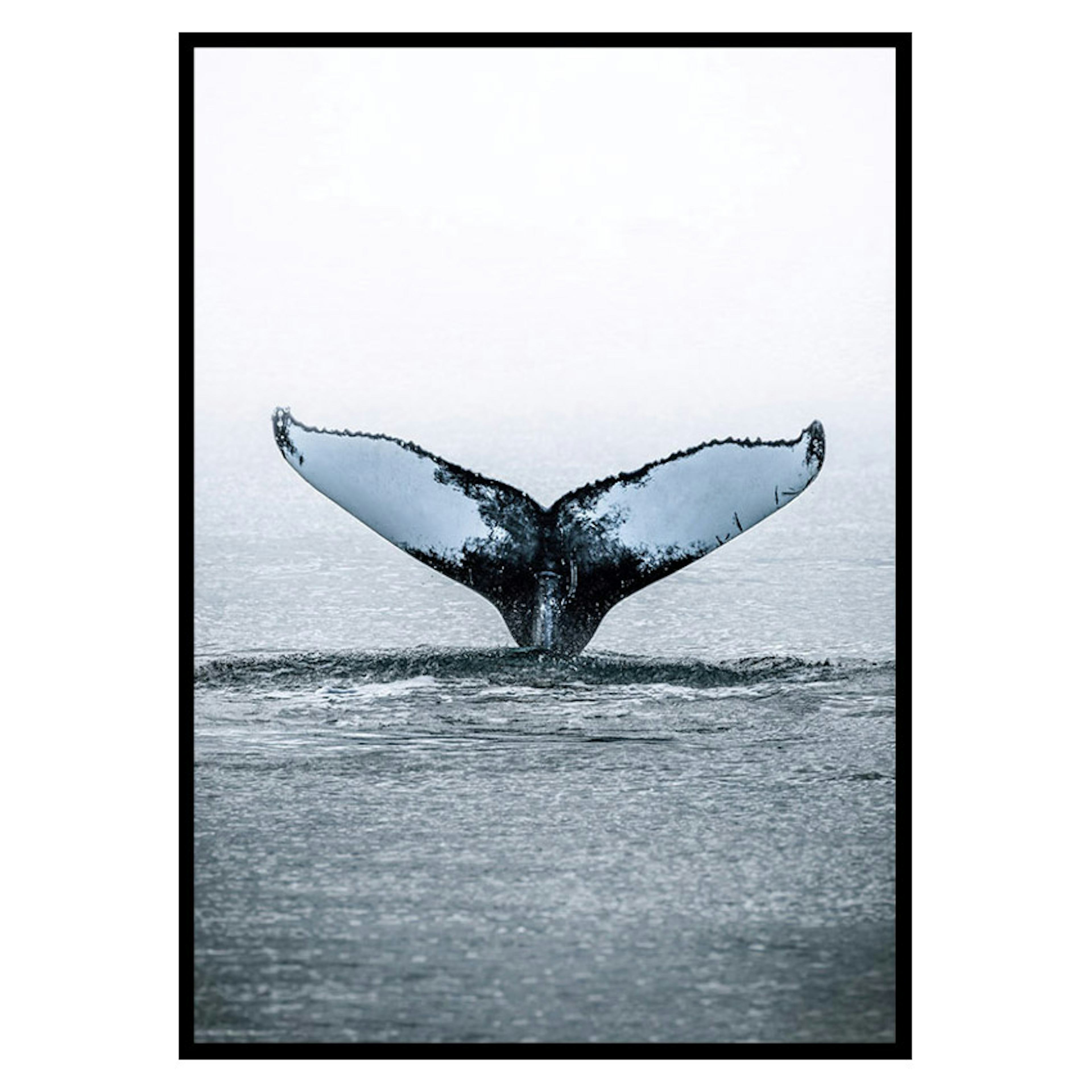 Poster Gallerix Humpback Whale