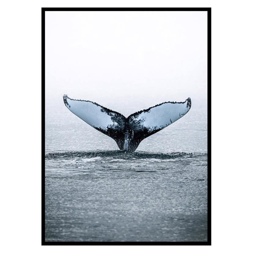 Poster Gallerix Humpback Whale