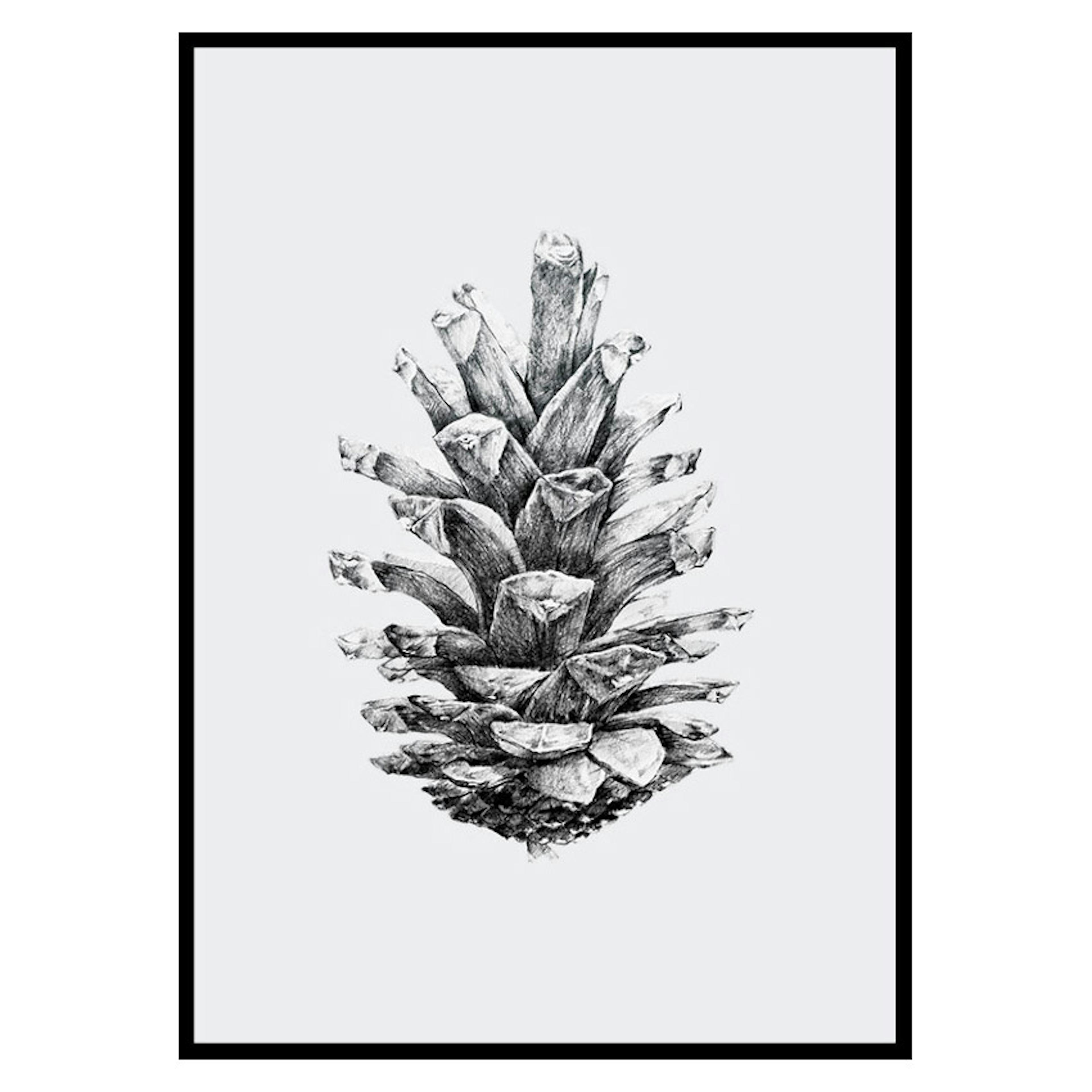 Poster Gallerix Sketched Spruce Cone