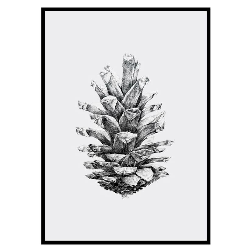 Poster Gallerix Sketched Spruce Cone