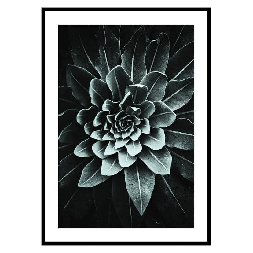 Poster Gallerix Leaf Rosette