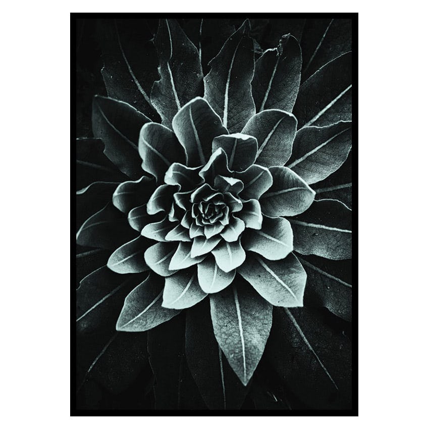 Poster Gallerix Leaf Rosette