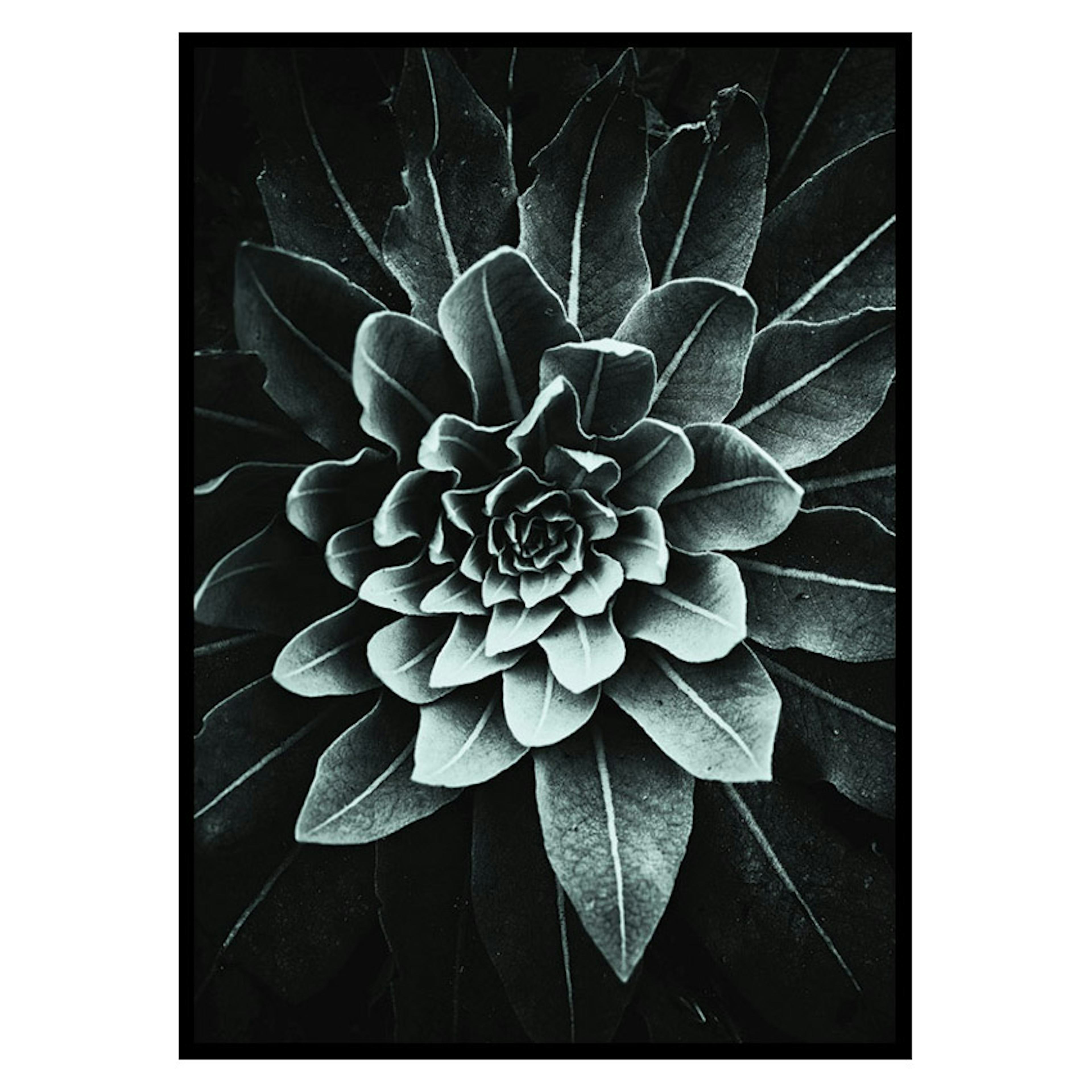 Poster Gallerix Leaf Rosette