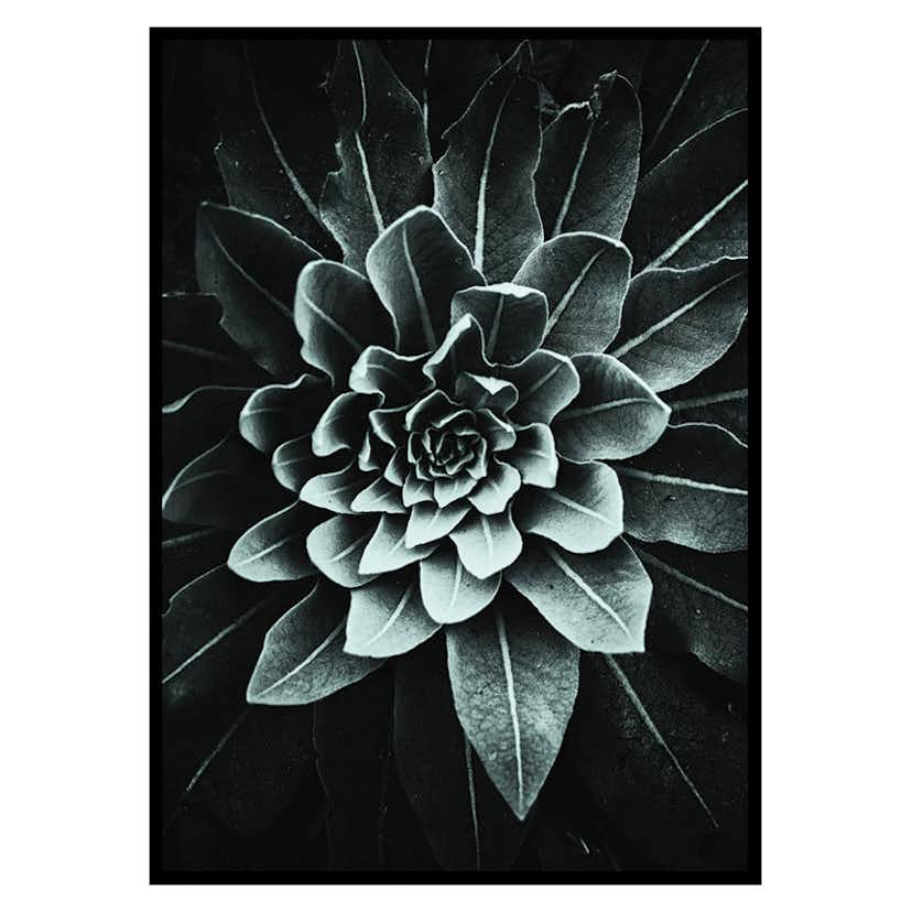 Poster Gallerix Leaf Rosette