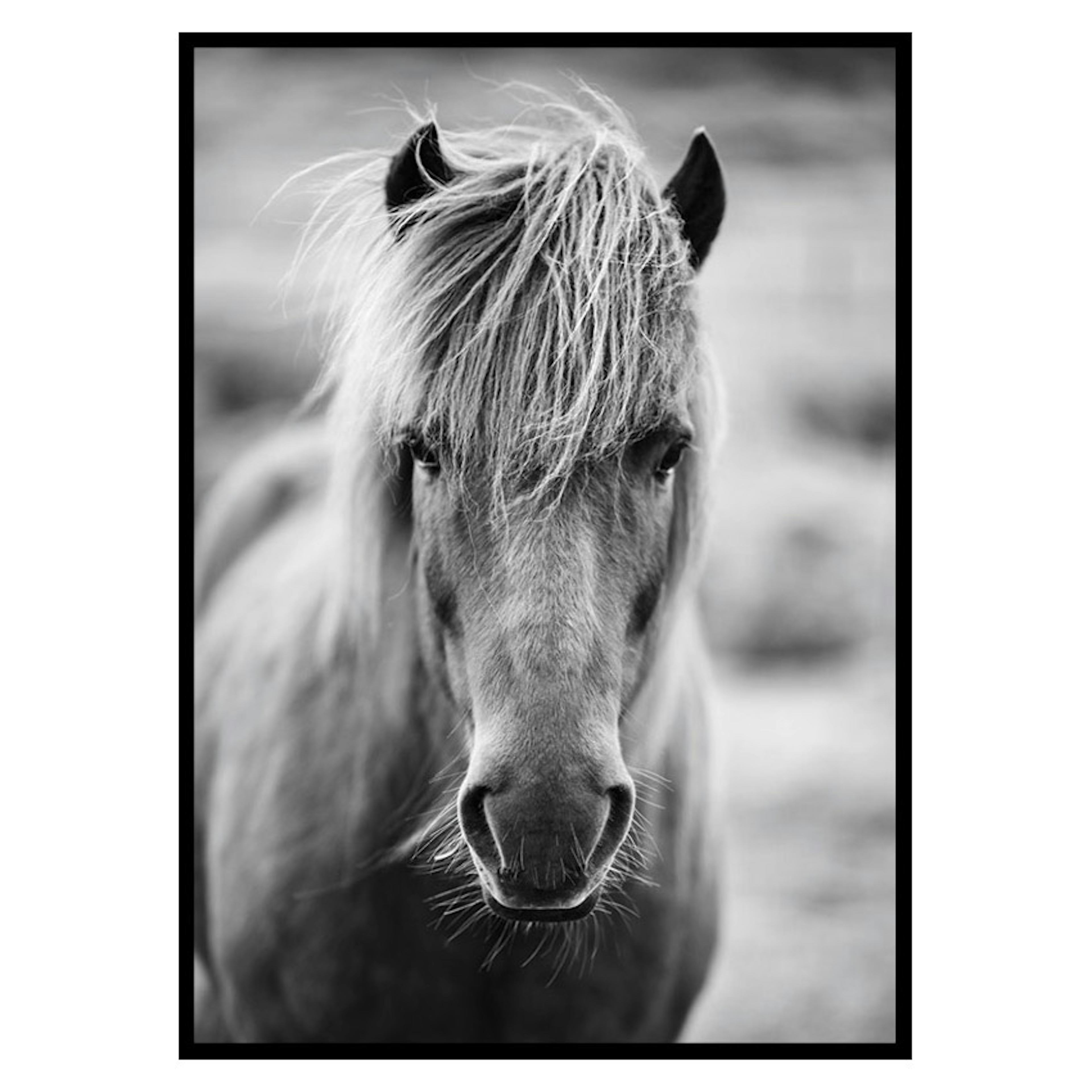 Poster Gallerix Icelandic Horse B&W