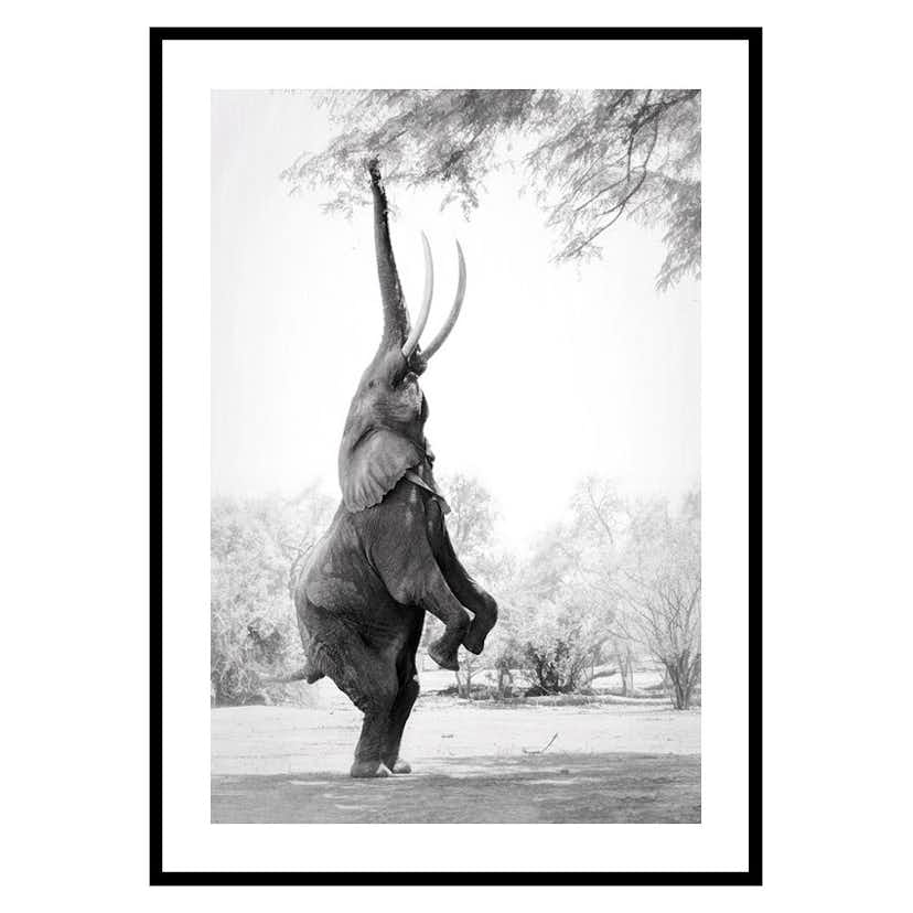 Poster Gallerix Standing Tall Elephant