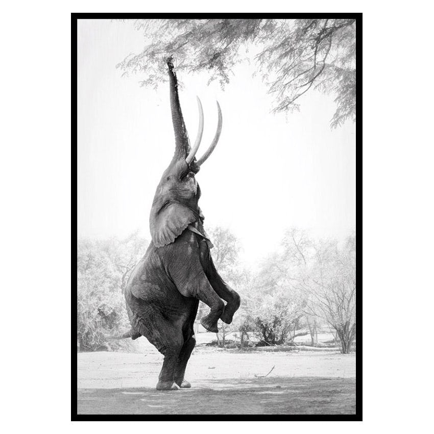 Poster Gallerix Standing Tall Elephant