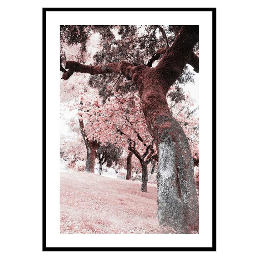Poster Gallerix Pink Trees No2