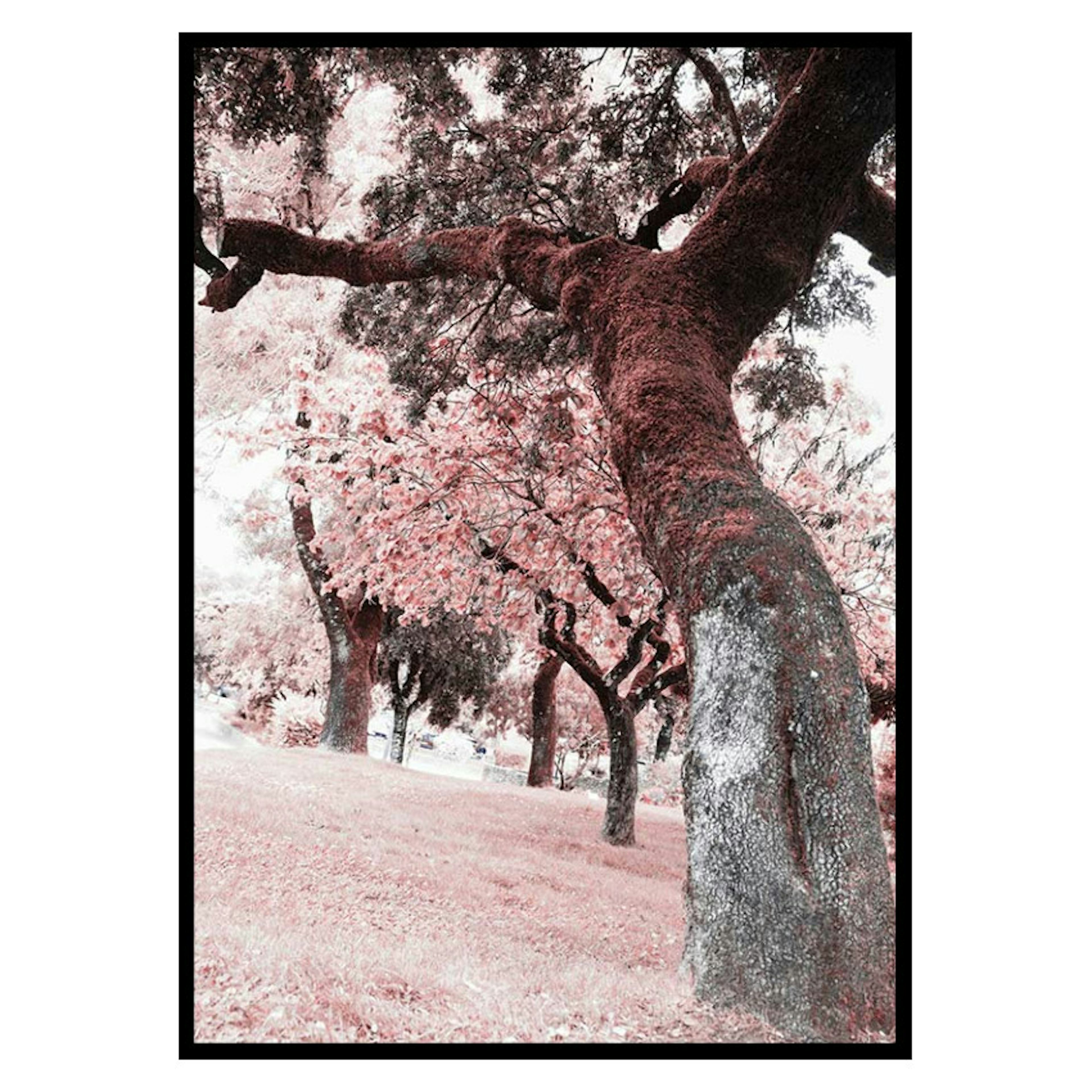 Poster Gallerix Pink Trees No2