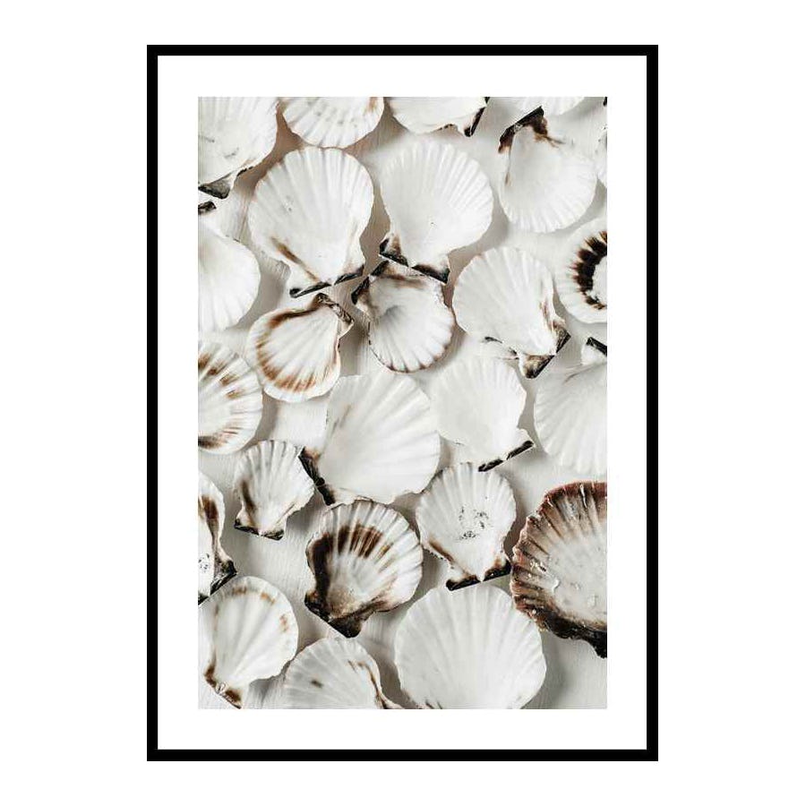 Poster Gallerix Sea Shells