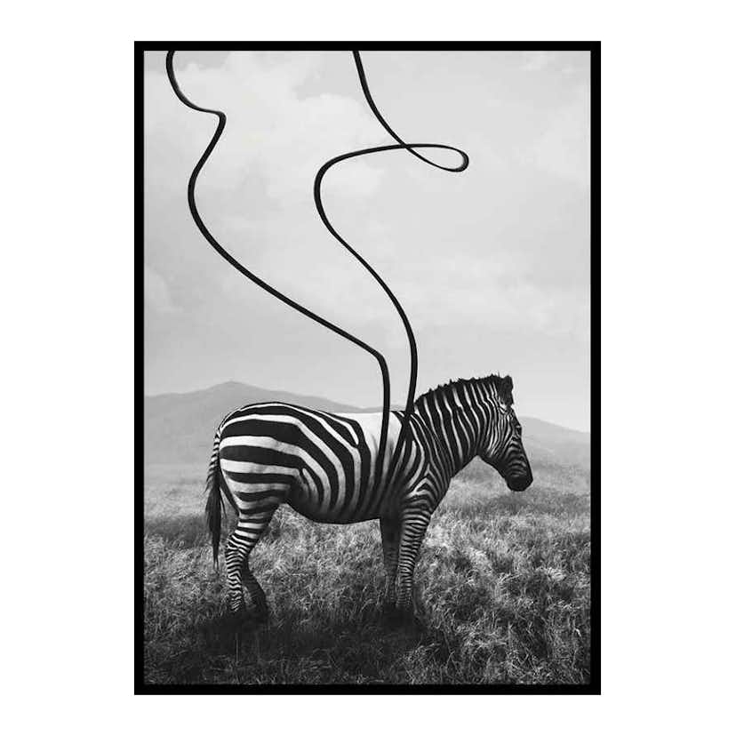 Poster Gallerix Abstract Zebra