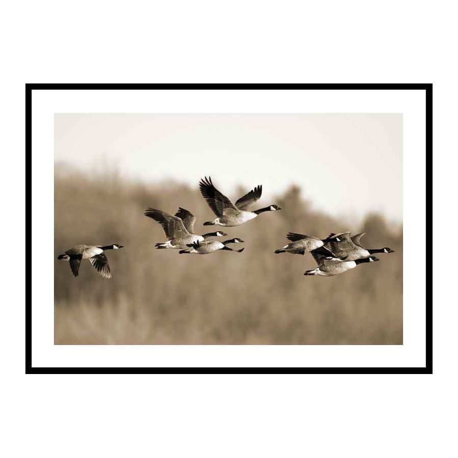 Poster Gallerix Canada Geese