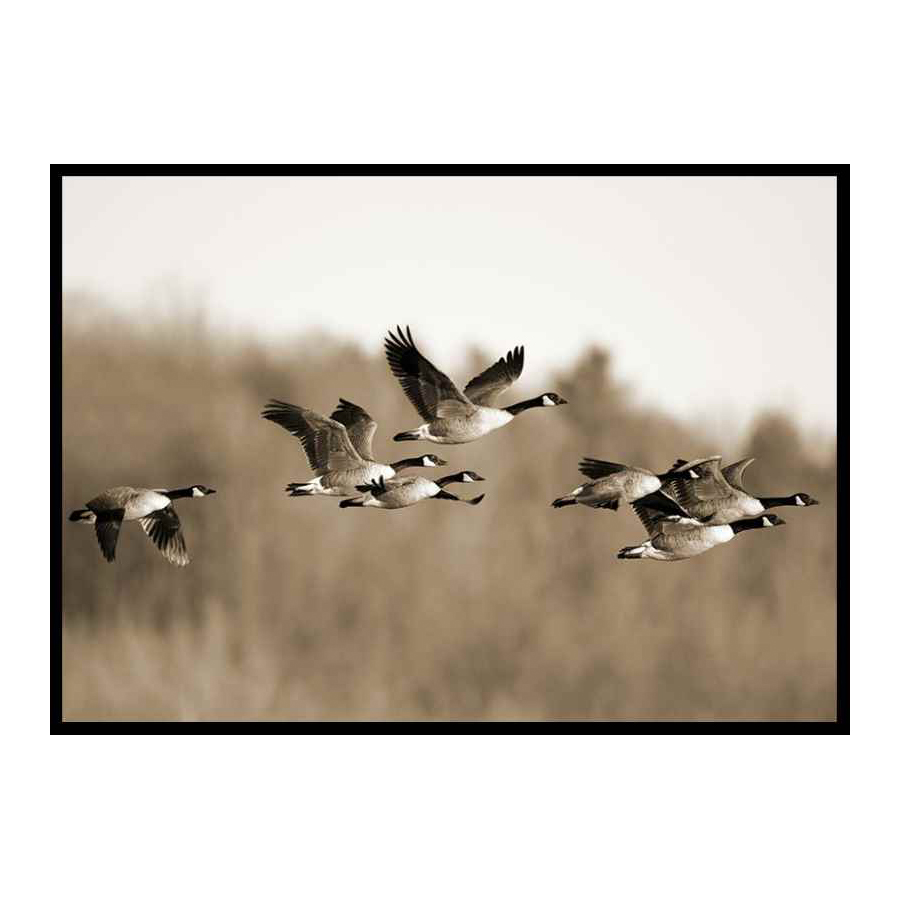 Poster Gallerix Canada Geese