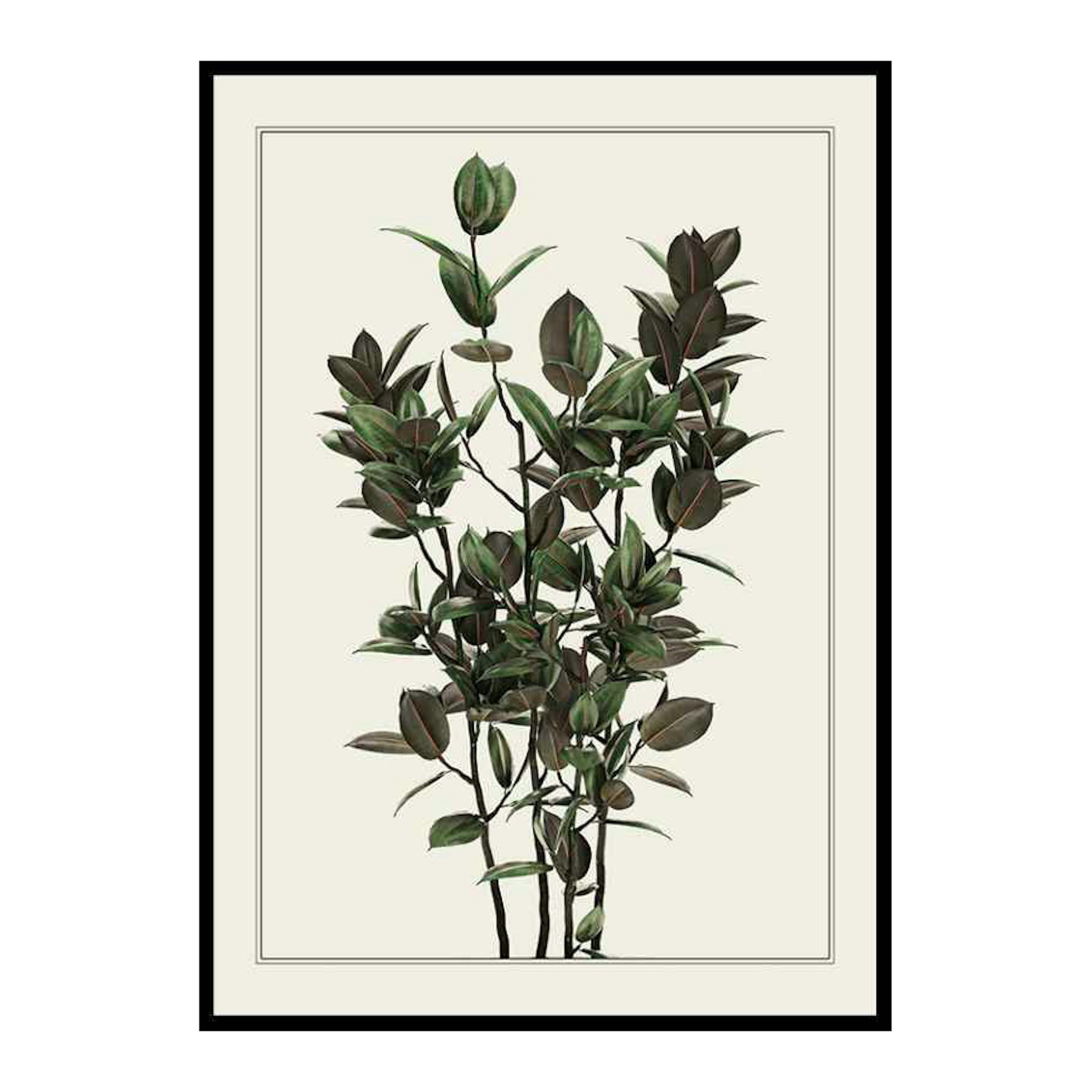 Poster Gallerix Ficus Robusta