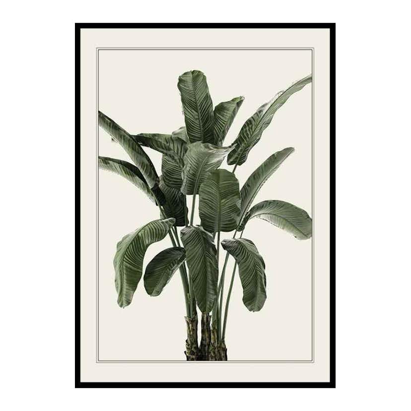 Poster Gallerix Banana Palm